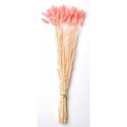 NFG - LAGURUS rosa, torkat, H40-50 cm
