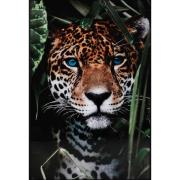 NFG - BILDE Blue eyes leo, 80x120, glas