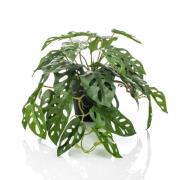 Emerald Konstväxt monstera Monkey Bush i kruka 55 cm