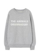 THE ANIMALS OBSERVATORY Frey Leo Sweatshirt Grå