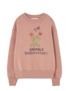 THE ANIMALS OBSERVATORY Flowers Dusty  Bear Sweatshirt Rosa